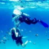 Diving In The Red Sea In Sharm El Sheikh