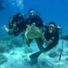 Diving In The Red Sea In Sharm El Sheikh