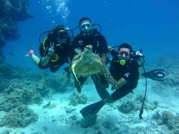 Diving In The Red Sea In Sharm El Sheikh