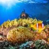 Diving In The Red Sea In Sharm El Sheikh