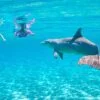 Dolphin House Snorkeling Trip By Boat in Hurghada