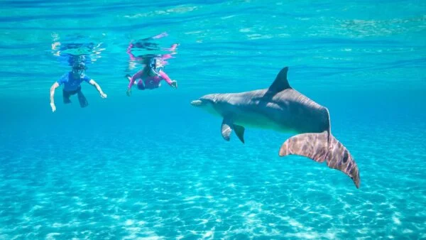 Dolphin House Snorkeling Trip By Boat in Hurghada