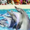 Dolphin Show & Swimming With Dolphin in Hurghada