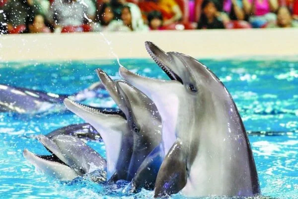 Dolphin Show & Swimming With Dolphin in Hurghada