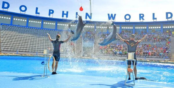 Dolphin Show & Swimming With Dolphin in Hurghada