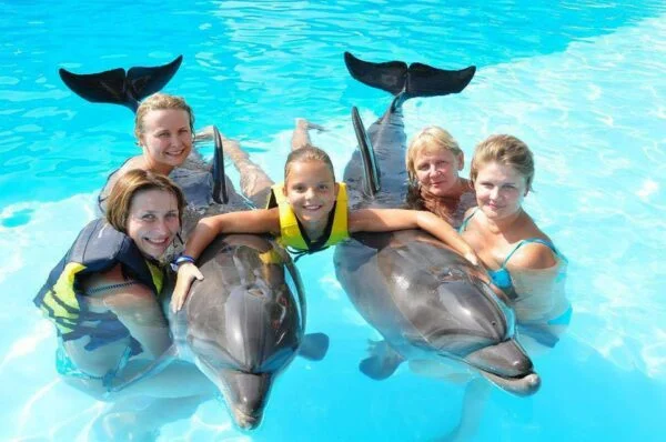 Dolphin Show & Swimming With Dolphin in Hurghada