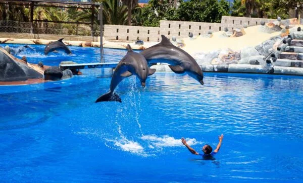 Dolphin Show & Swimming With Dolphin in Hurghada