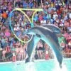 Dolphin Show Trip In Sharm El Sheikh
