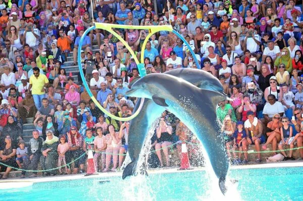 Dolphin Show Trip In Sharm El Sheikh