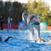 Dolphin Show Trip In Sharm El Sheikh
