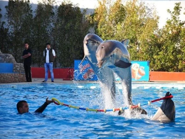 Dolphin Show Trip In Sharm El Sheikh