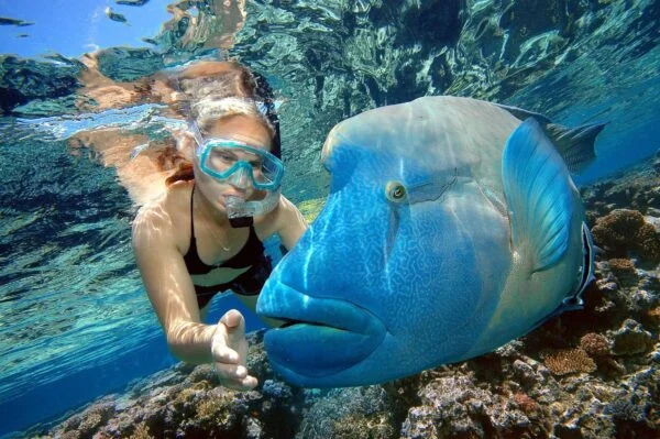 Giftun Island Snorkeling Trip with Lunch