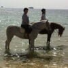 Sea Beach Horse Riding